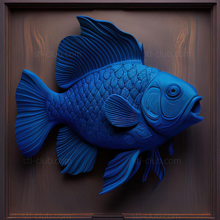 st Blue oranda fish